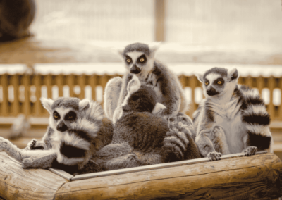 Escapade-Voyage-Madagascar-Route-Nationale