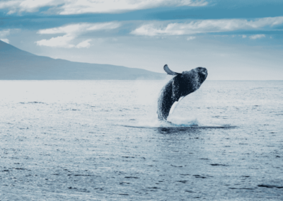 Escapade-Voyages-Islande